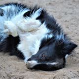 Border Collie - Training