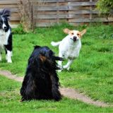 Spielende Hunde im Rudel