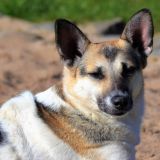 Hundemix - Ausbildung