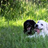 Hundebetreuung