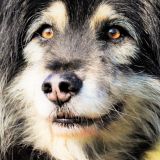 Hundemischling - Trainingsstunden