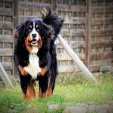 Bernner Sennhund - Ausbildung