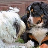 Hundefreundschaften