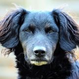 Hundemischling - Training