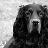 Gordon Setter - Training