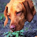 Hundetraining