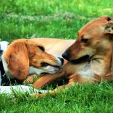 Hundefreundschaft