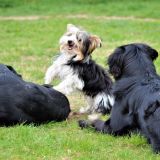 Spielende Hunde