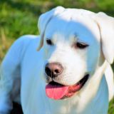 Labrador - Training