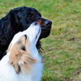 Hundezuneigung